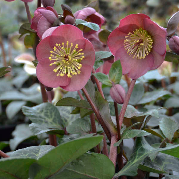 Hellebore Pennys Pink (Helleborus )