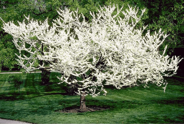 Eastern Redbud Alba (Cercis canadensis)