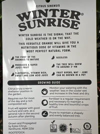 Winter Sunrise Orange (QLD Only) - Ladybird Nursery
