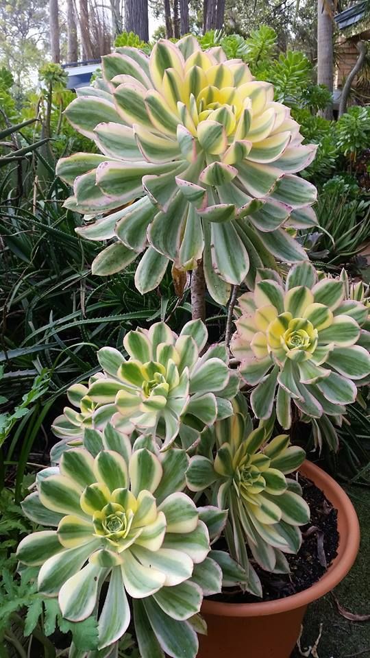 Sunburst Aeonium (Aeonium Sunburst) - Ladybird Nursery