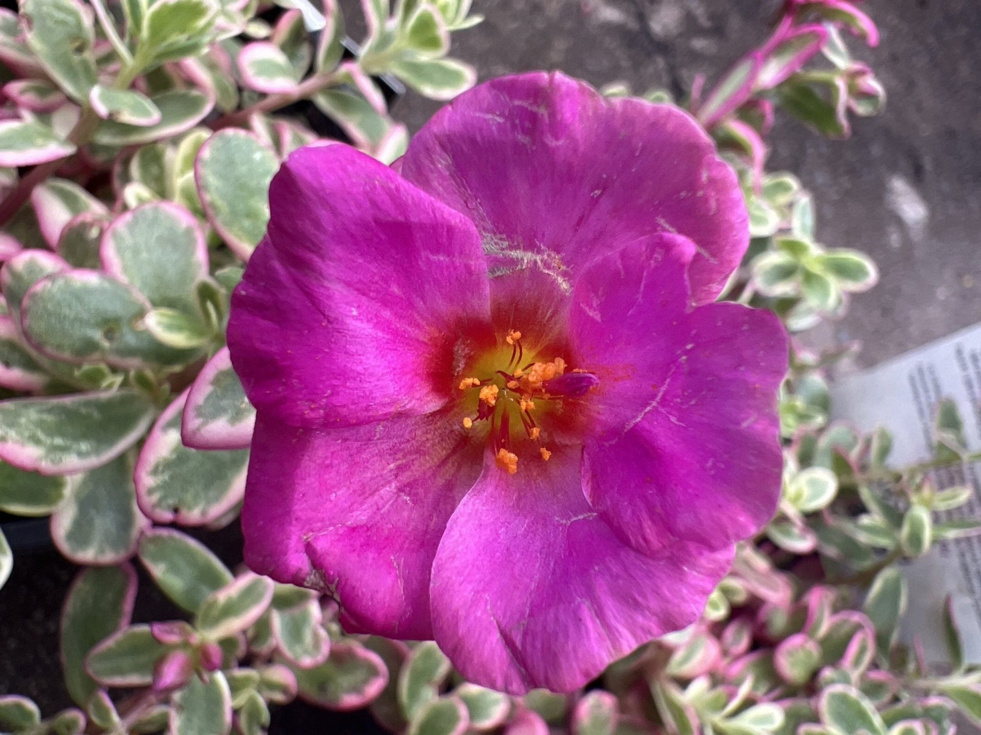 Portulaca Retro 140mm - Ladybird Nursery