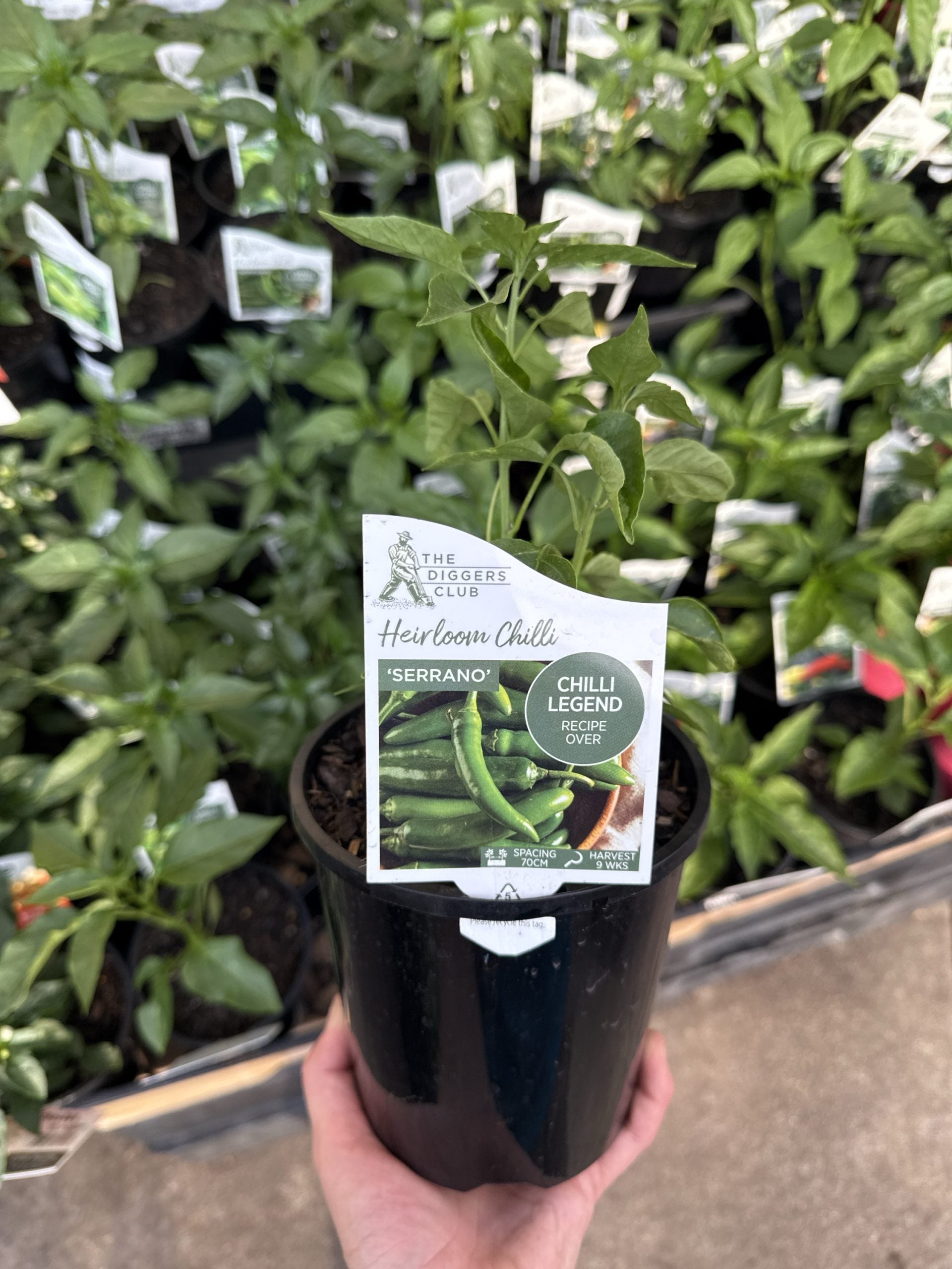 Chilli 'Serrano'