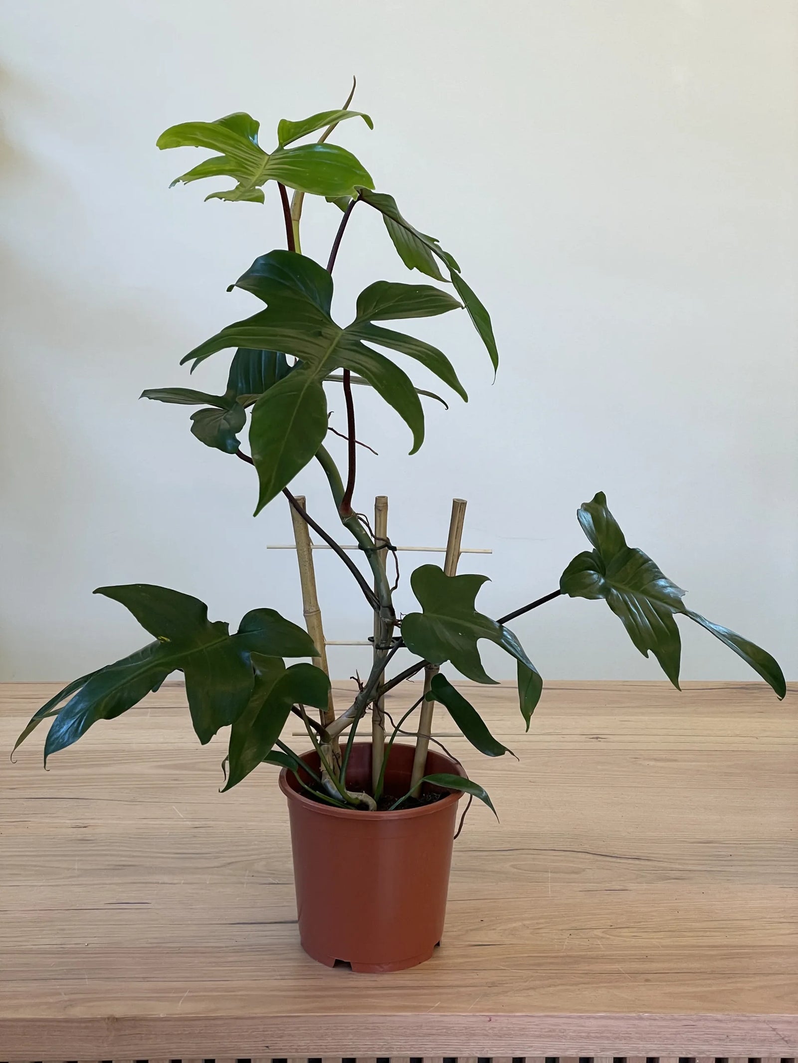 Philodendron Rudolph - Ladybird Nursery