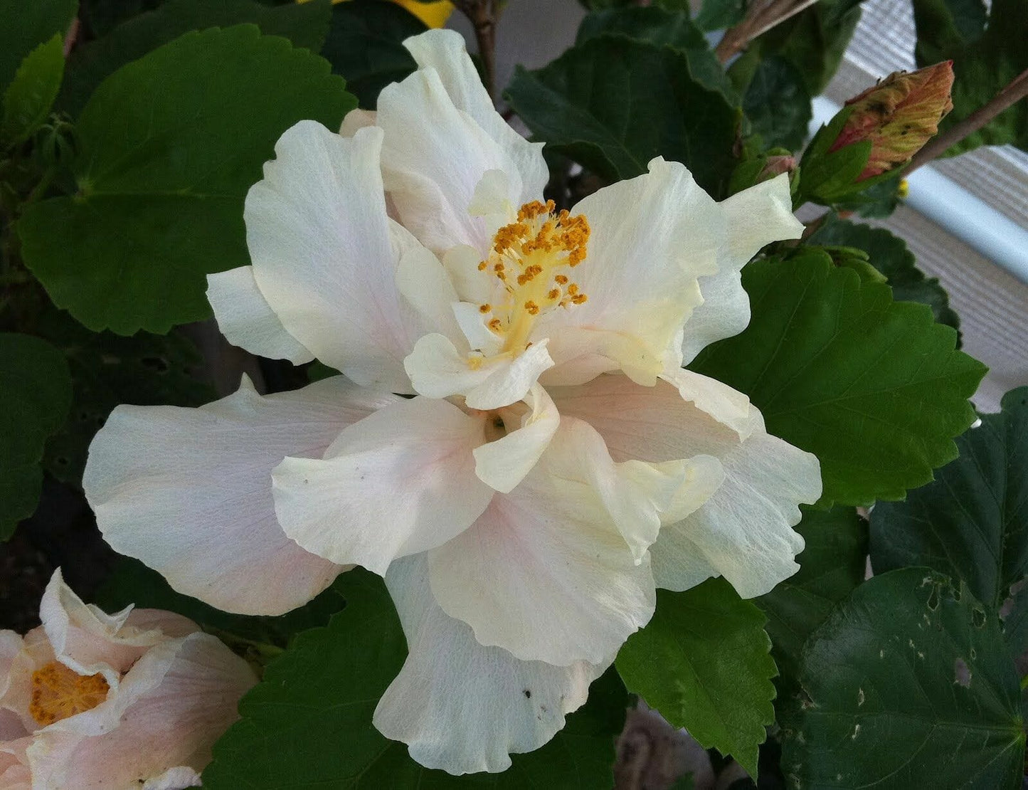 Chinese Hibiscus White Kalakua (Hibiscus rosa-sinensis)