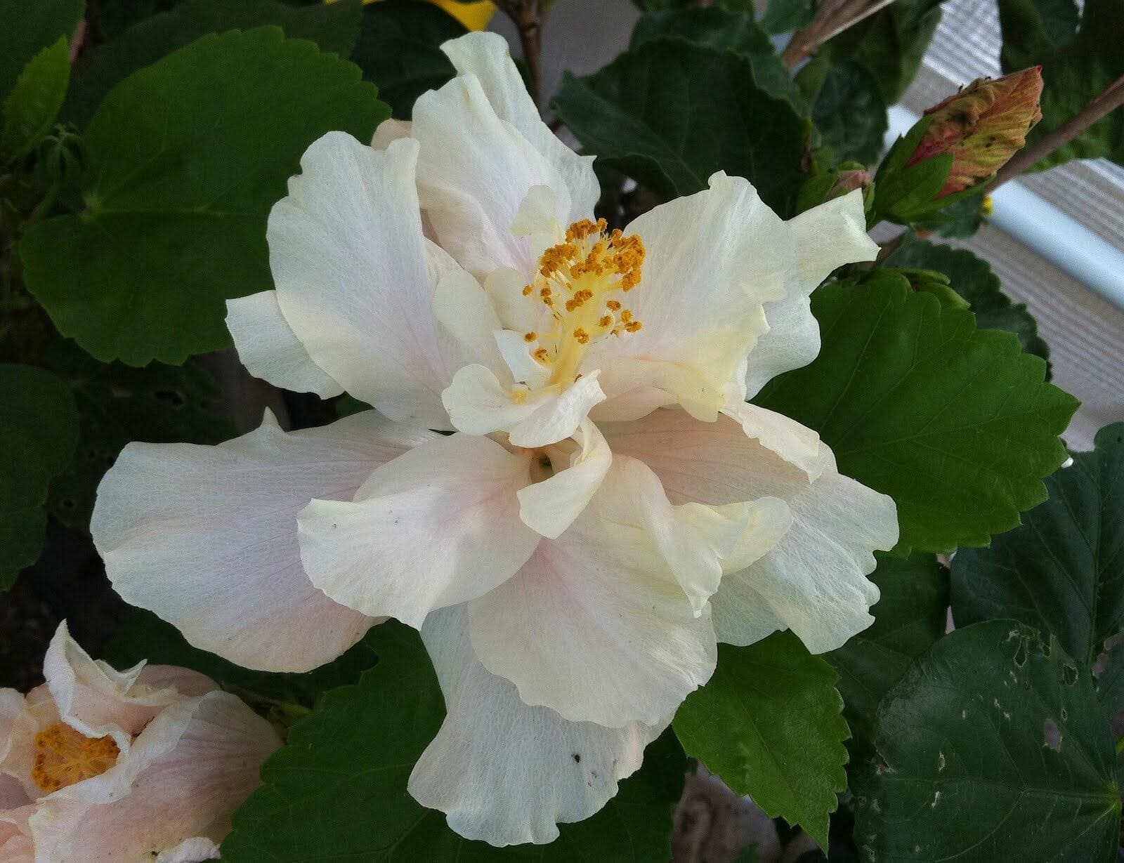 Chinese Hibiscus White Kalakua (Hibiscus rosa-sinensis)