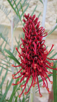 Grevillea 'Hookeriana'
