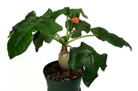 Buddha Belly Plant (Jatropha podagrica) - Ladybird Nursery