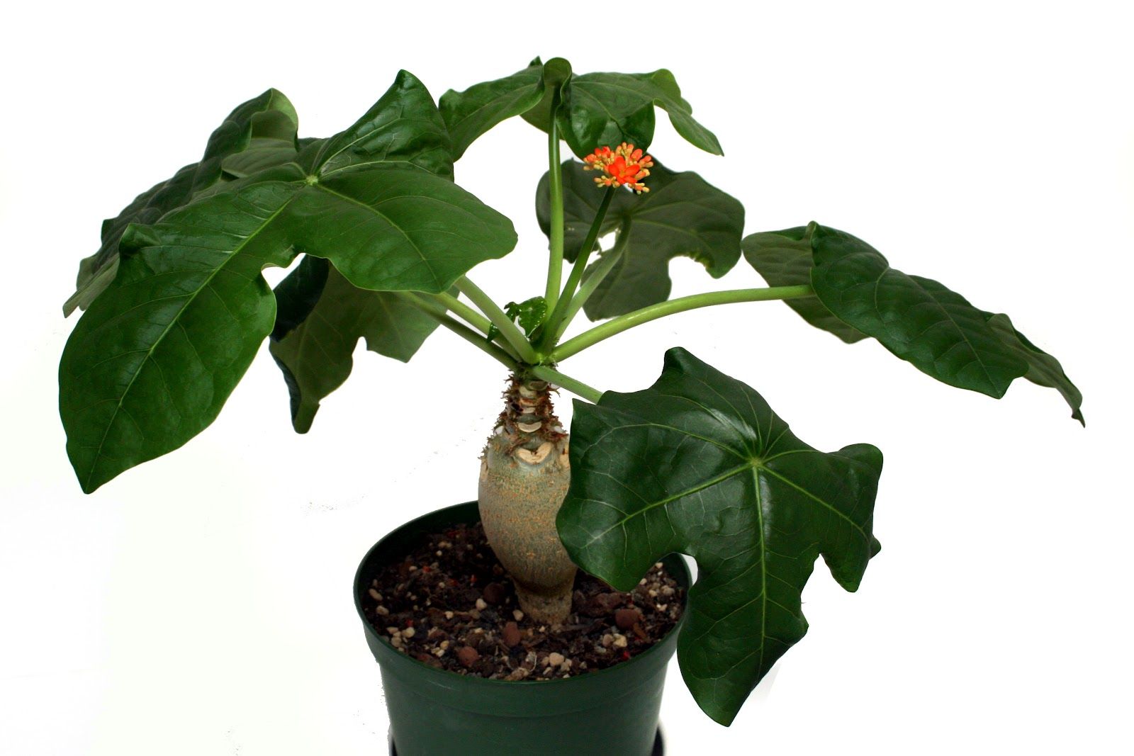 Buddha Belly Plant (Jatropha podagrica) - Ladybird Nursery