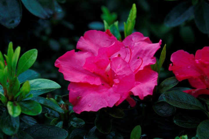 Azalea indica Only One Earth - Ladybird Nursery