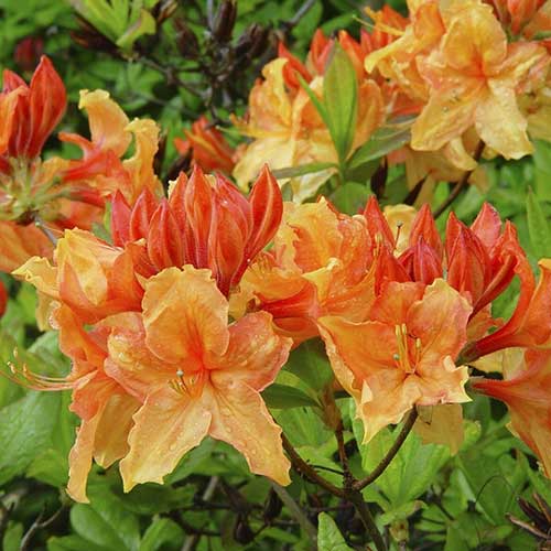 Azalea mollis Golden Eagle - Ladybird Nursery