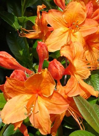 Azalea mollis Golden Eagle