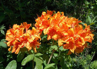 Azalea mollis Golden Eagle