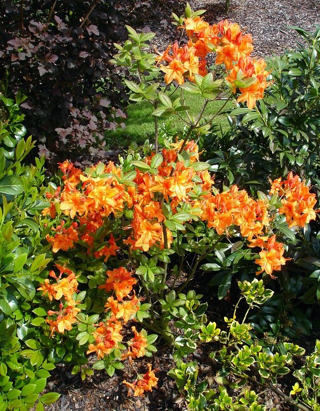 Azalea mollis Golden Eagle