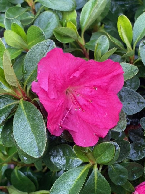 Azalea indica Only One Earth