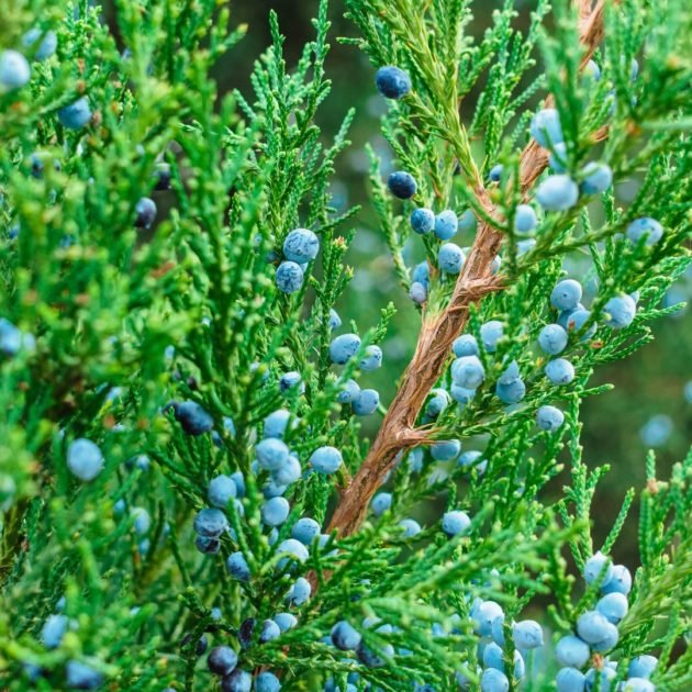 Eastern Red Cedar Spartan (Juniperus virginiana) - Ladybird Nursery