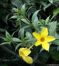 Dwarf Golden Trumpet Ladders (Allamanda schottii)