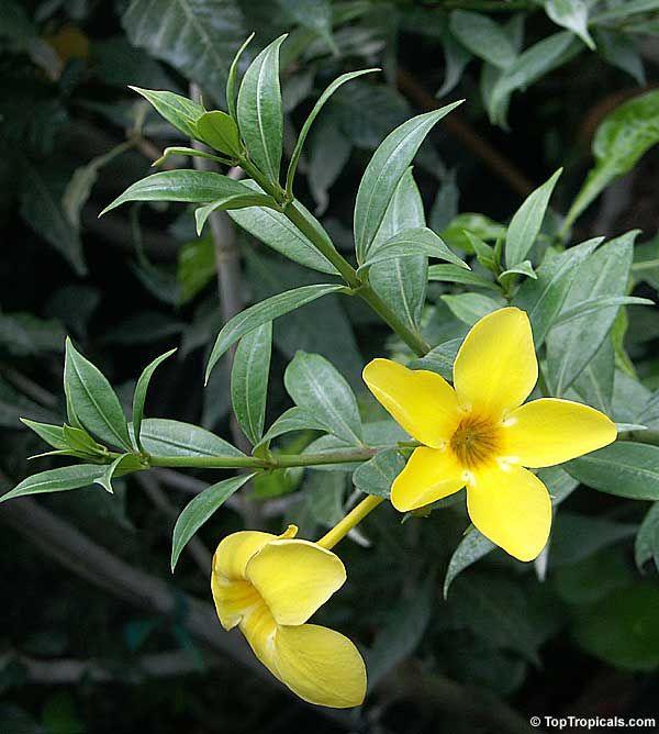 Dwarf Golden Trumpet Ladders (Allamanda schottii)