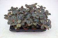 Pilea (Pilea norfolk)