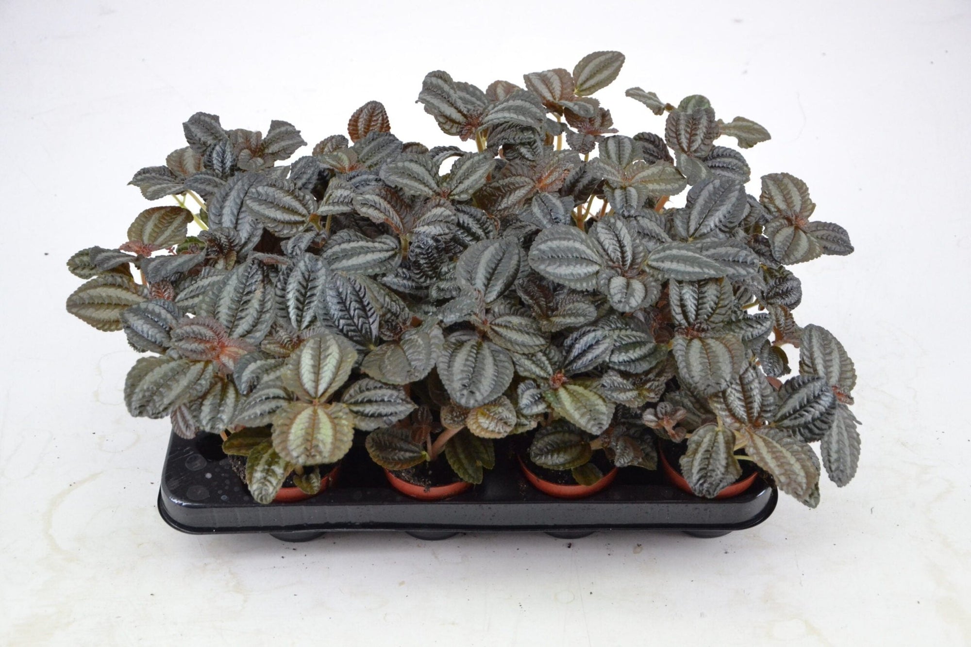 Pilea (Pilea norfolk) - Ladybird Nursery
