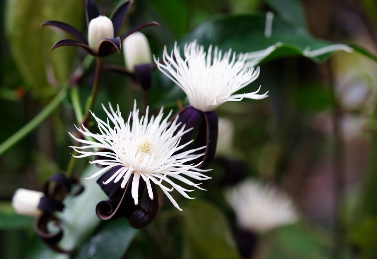 Clematis (Clematis smilacifolia)