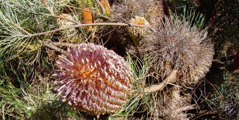 Coarse Banksia (Banksia grossa) - Ladybird Nursery