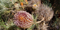 Coarse Banksia (Banksia grossa)