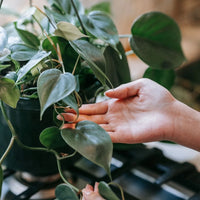 Philodendron Heartleaf (Philodendron cordatum)