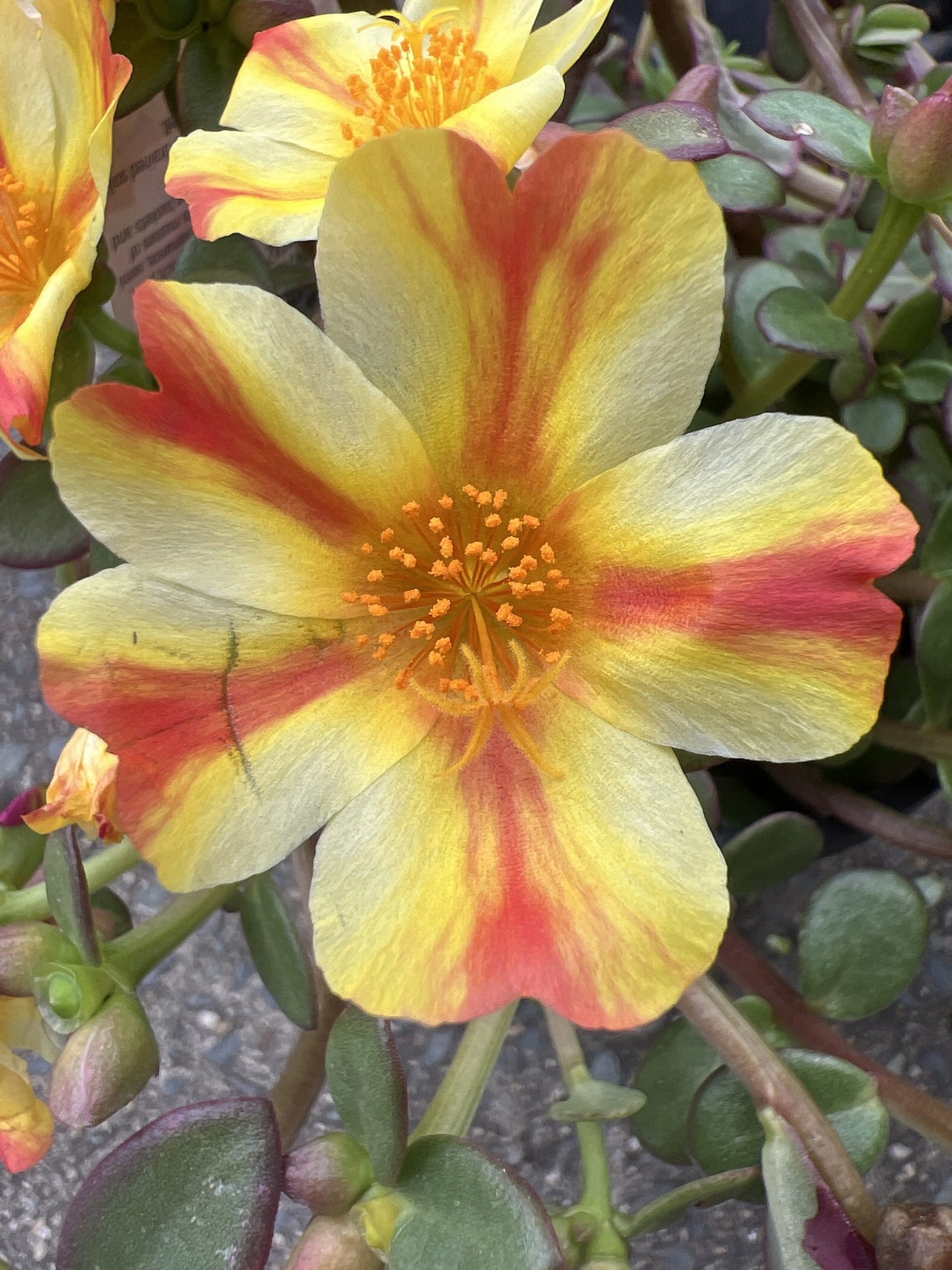 Portulaca Pazzaz 140mm