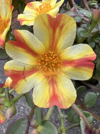 Portulaca Pazzaz 140mm