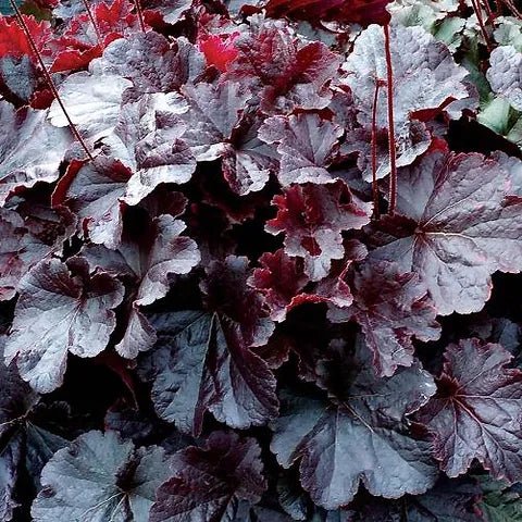 Heuchera Northern Exposure - Ladybird Nursery