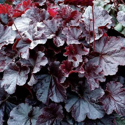 Heuchera Northern Exposure