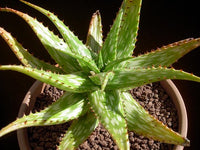 Aloe Queen Marowa (Aloe somaliensis)