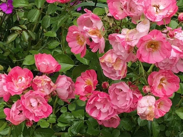 Rose Flower Carpet Pink Splash (Rosa) - Ladybird Nursery
