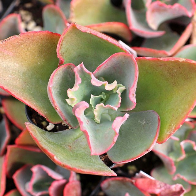 Hens and Chicks Pink (Echeveria Dicks) - Ladybird Nursery