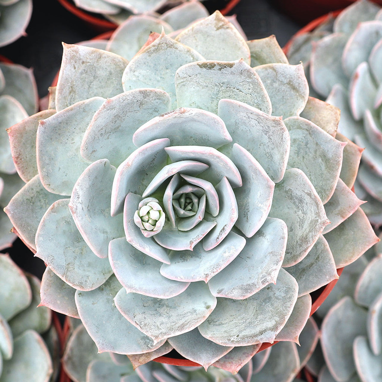 Hens and Chicks Beauty (Echeveria Morning)