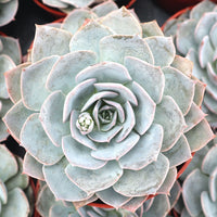 Hens and Chicks Beauty (Echeveria Morning)