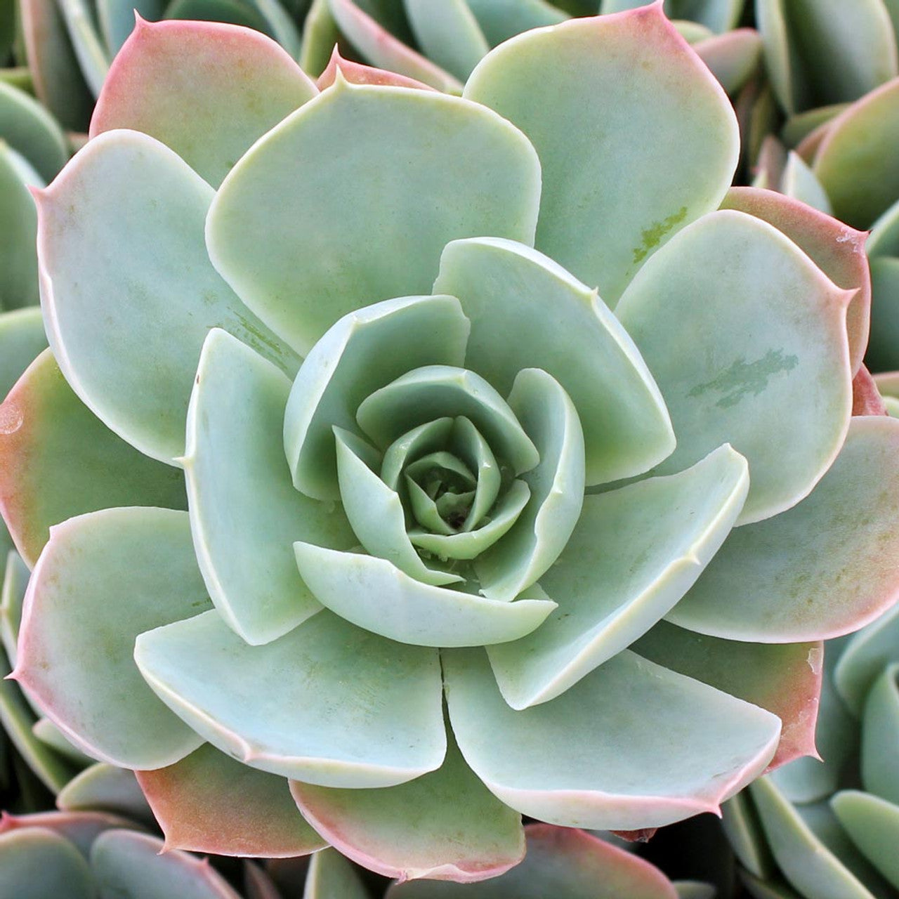 Hens and Chicks (Echeveria Domingo)