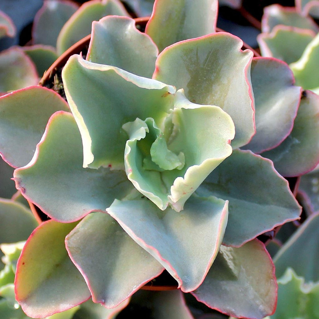 Hens and Chicks Blue curls (Echeveria Giant) - Ladybird Nursery