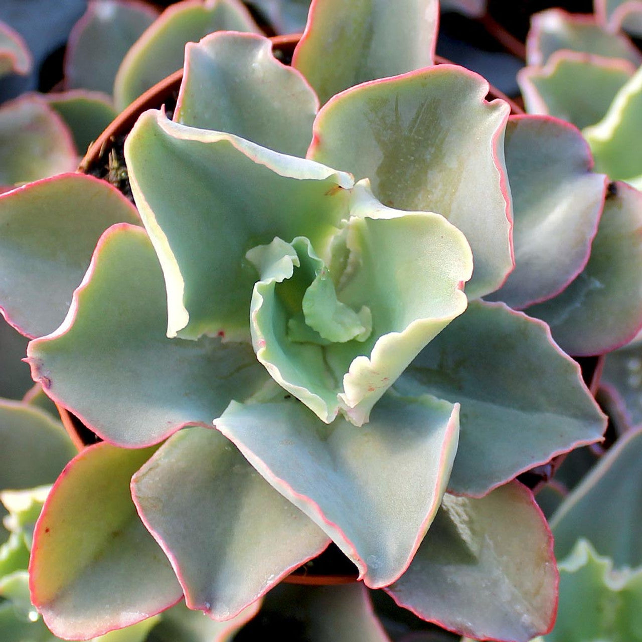 Hens and Chicks Blue curls (Echeveria Giant)
