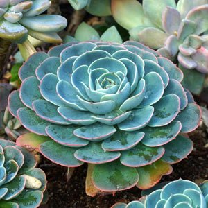 Hens and Chicks (Echeveria imbricata) - Ladybird Nursery