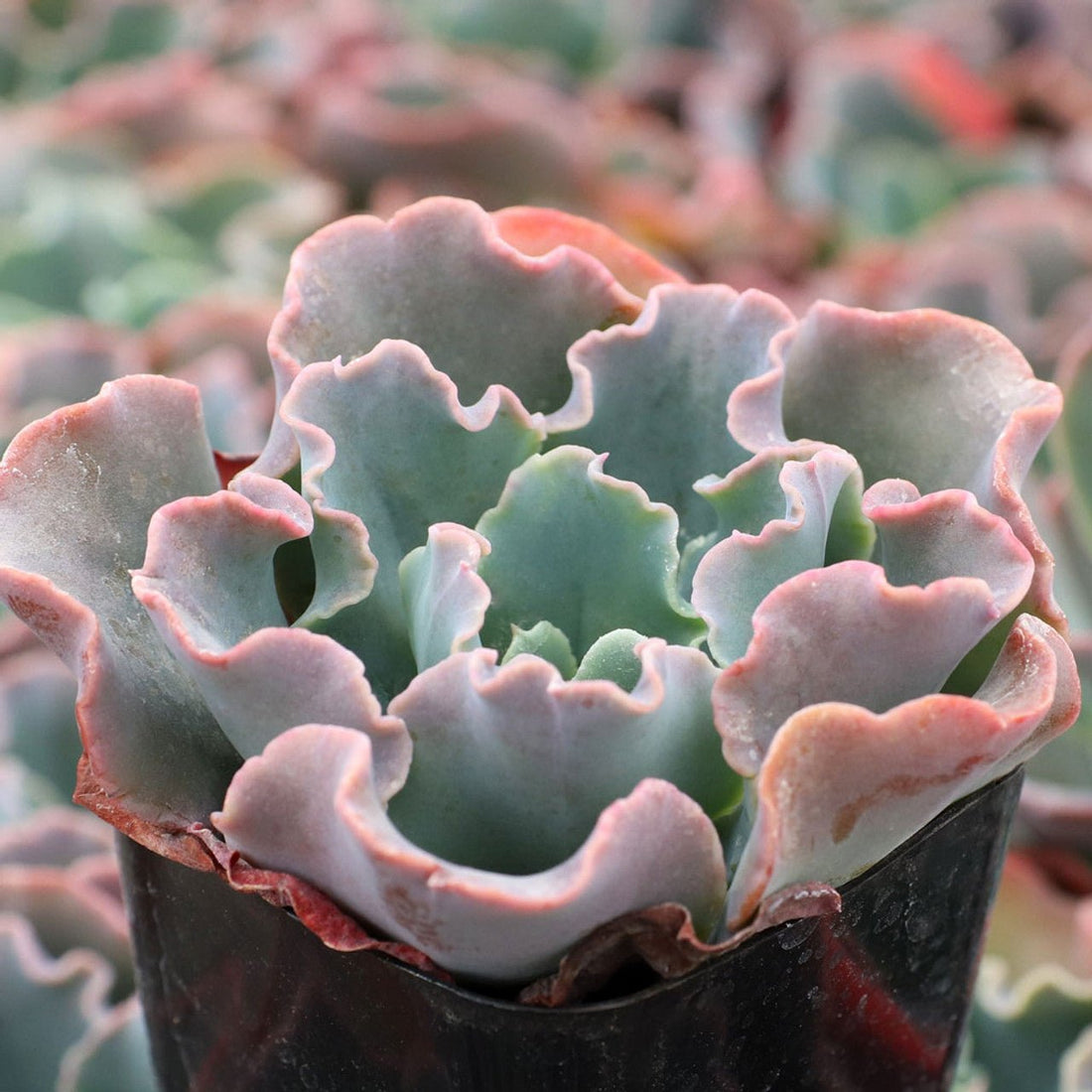 Hens and Chicks Blue curls (Echeveria Giant) - Ladybird Nursery