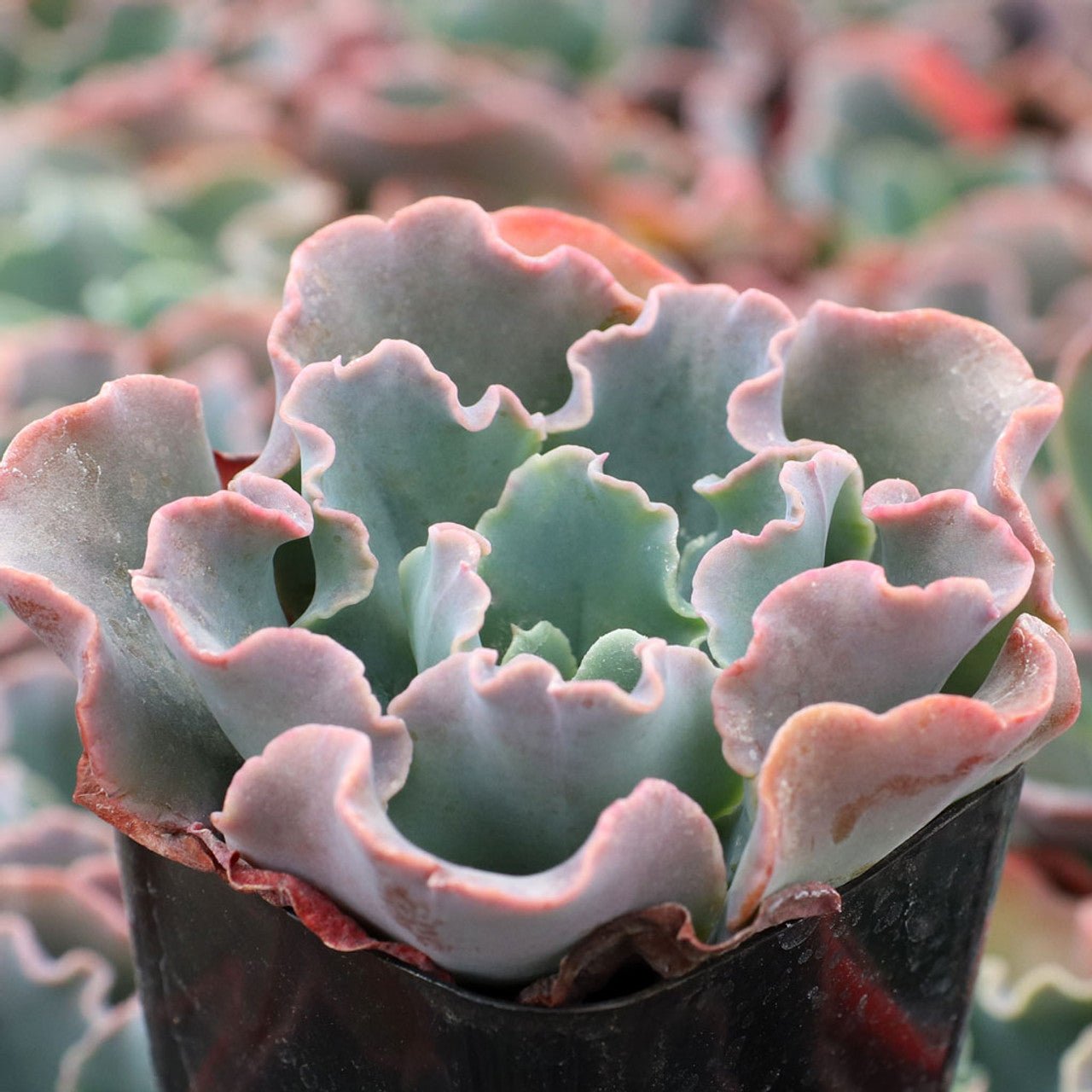 Hens and Chicks Blue curls (Echeveria Giant) - Ladybird Nursery