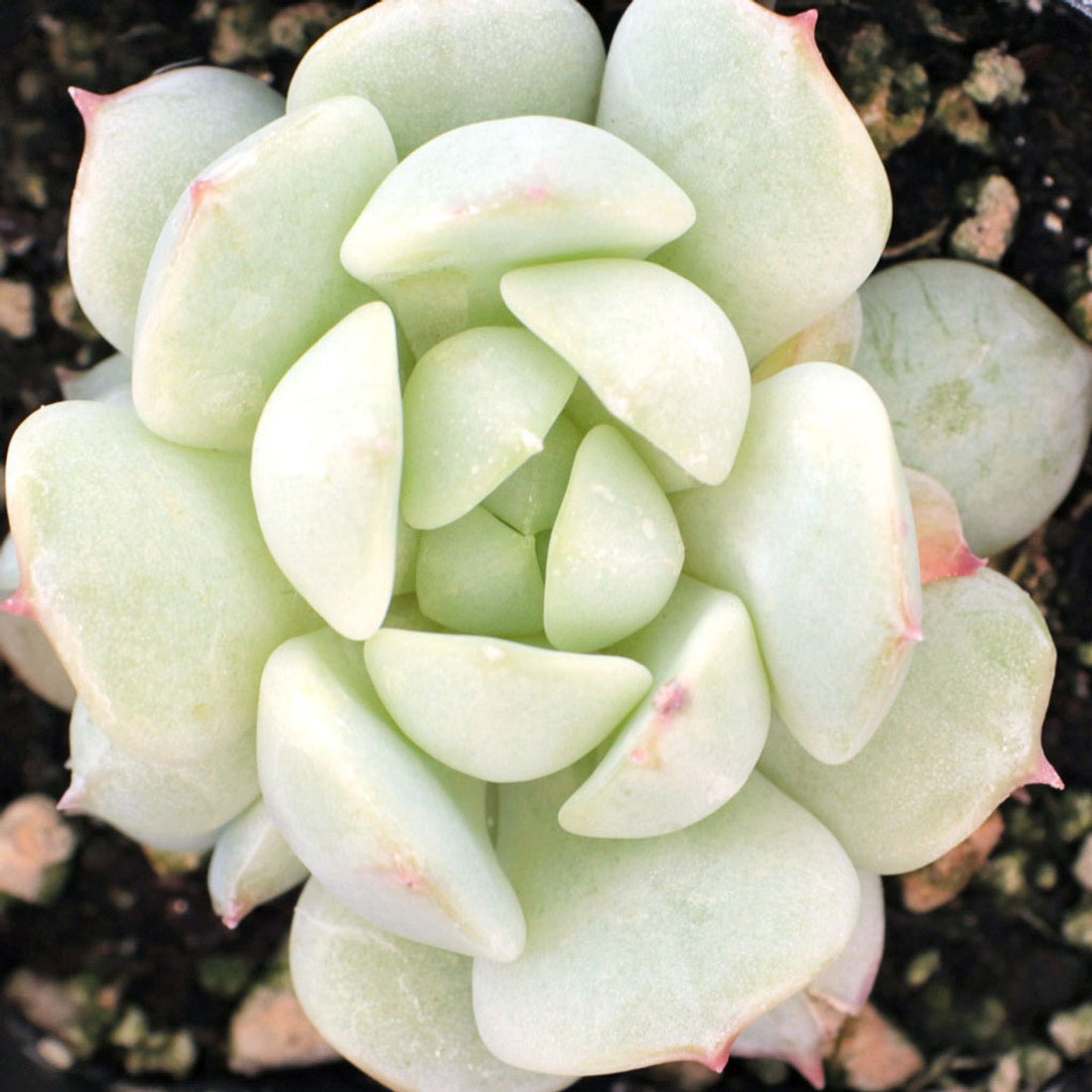 Hens and Chicks Lady (Echeveria Painted) - Ladybird Nursery