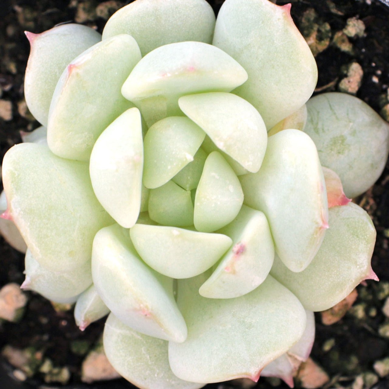 Hens and Chicks Lady (Echeveria Painted) - Ladybird Nursery