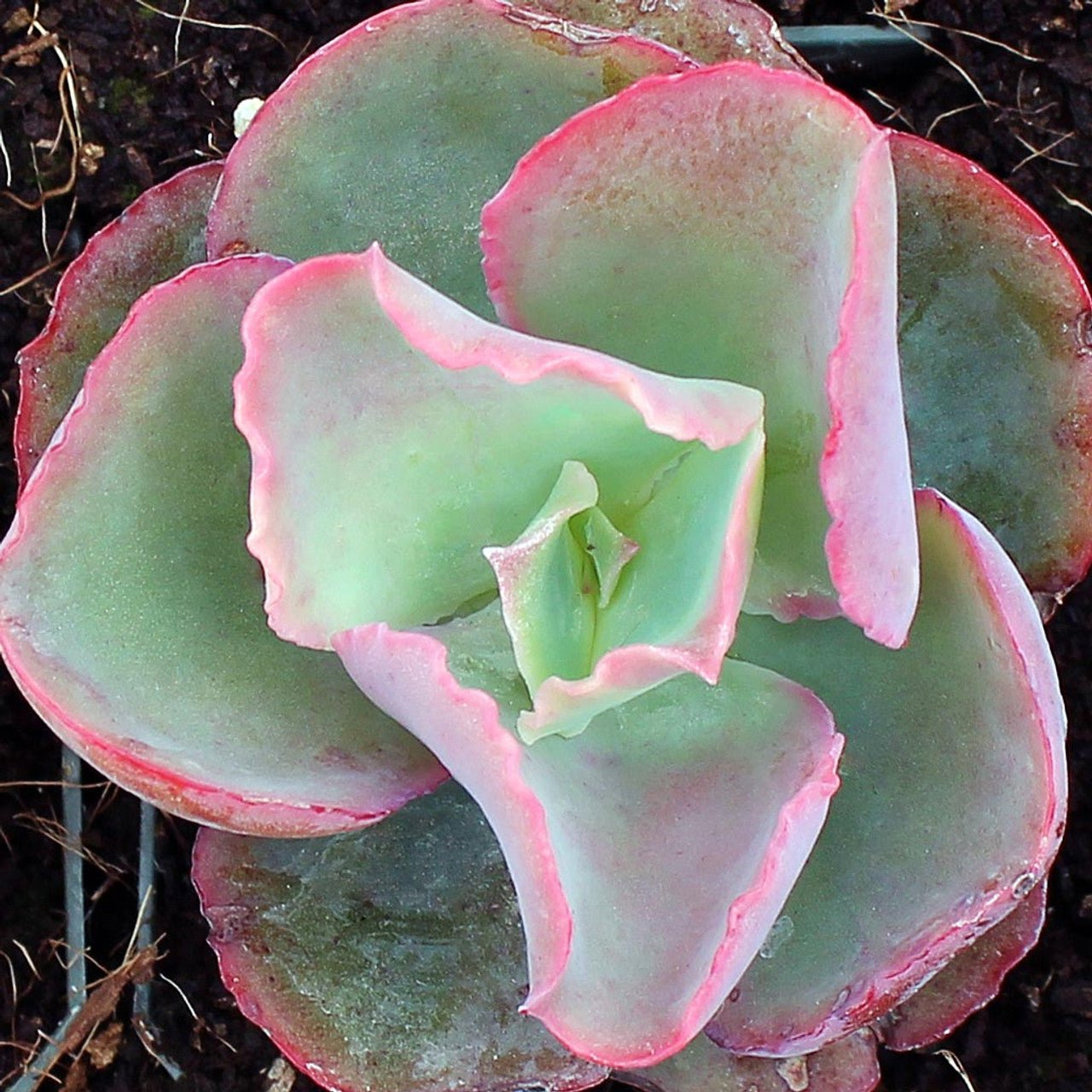 Hens and Chicks Pink (Echeveria Dicks) - Ladybird Nursery