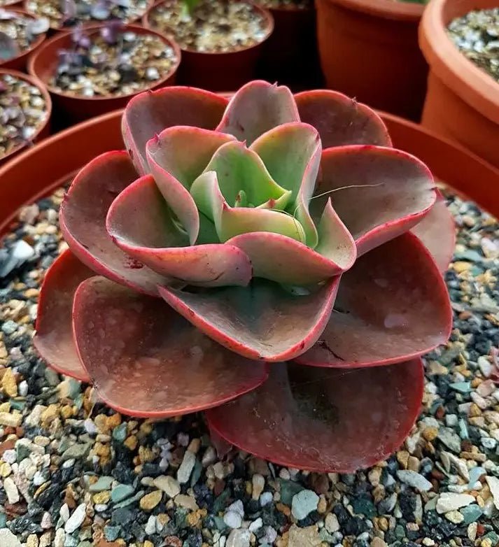 Hens and Chicks Red (Echeveria Big) - Ladybird Nursery