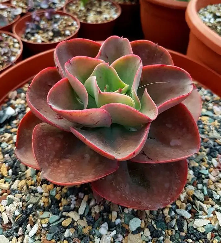 Hens and Chicks Red (Echeveria Big)