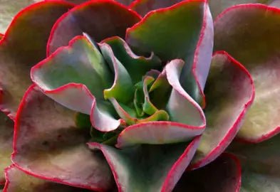 Hens and Chicks Red (Echeveria Big) - Ladybird Nursery