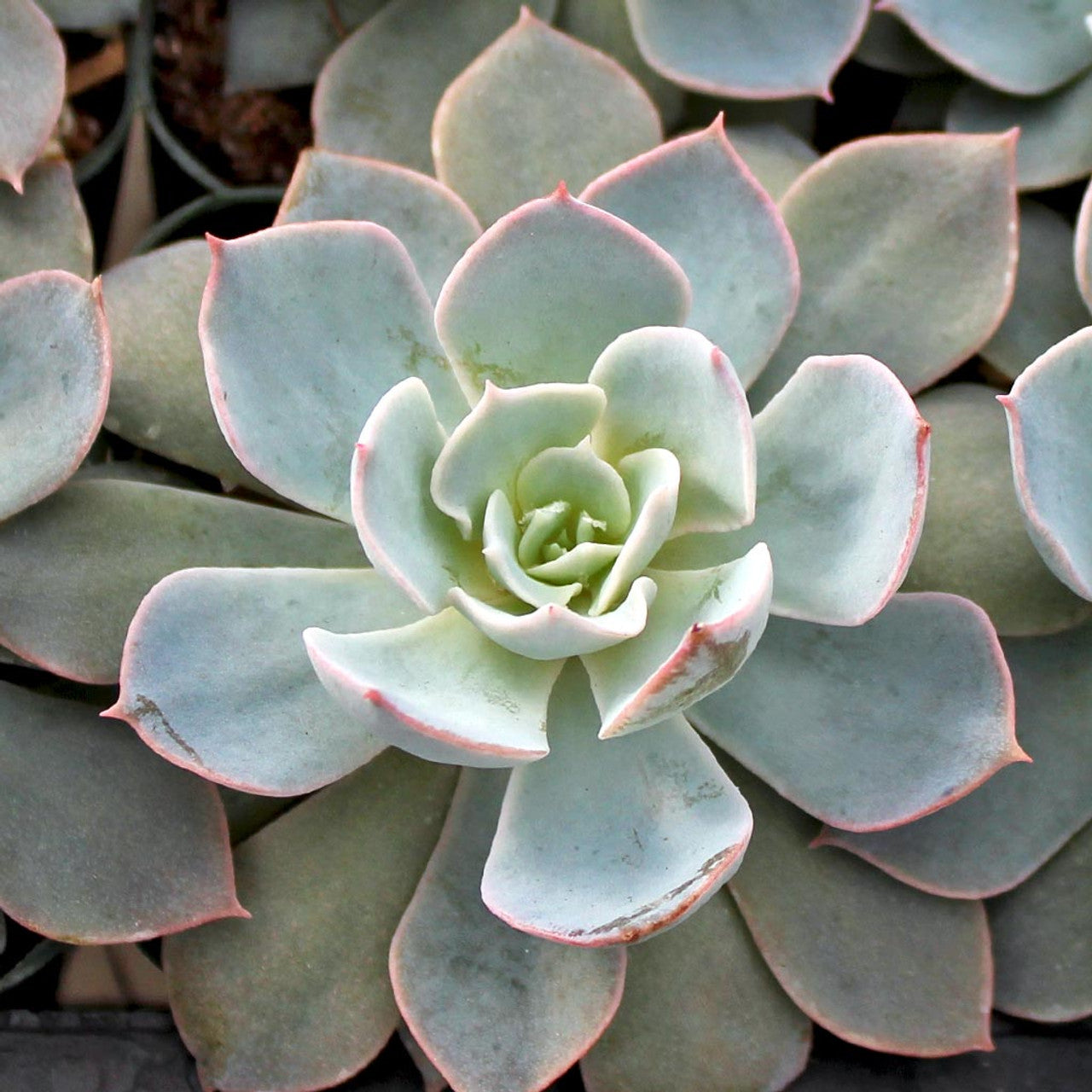 Hens and Chicks Beauty (Echeveria Morning)