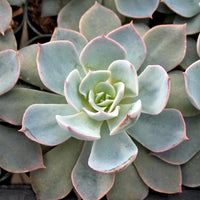 Hens and Chicks Beauty (Echeveria Morning) - Ladybird Nursery